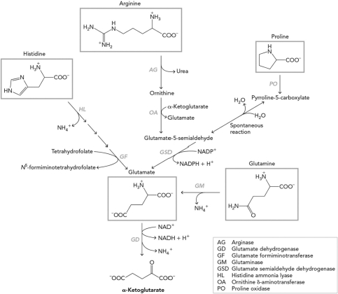 <strong>If no NAD<sup>+ </sup>was available, the group 2 amino acid degradation pathway would experience a </strong> A) buildup of urea. B) buildup of glutamate. C) depletion of proline. D) depletion of histidine.