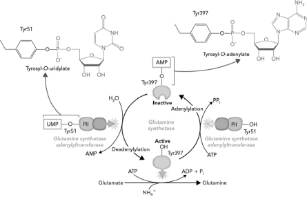 For the figure below, summarize the interdependent regulation of glutamine synthetase and glutamine synthetase adenylyltransferase.   