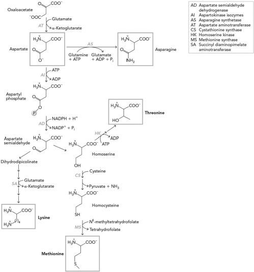 Using the figure below, summarize the synthesis of amino acids from oxaloacetate and pyruvate in E. coli.   
