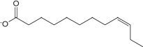  The following fatty acid __________ be metabolized by _.   A)  will; being run through the  \beta -oxidation pathway until the double bond is isomerized for the pathway to continue B)  will not; not being recognized by  \beta -oxidation pathway enzymes C)  will not; entering the pathway as normal but eventually inhibiting the enzymes D)  will; being run through the  \beta -oxidation pathway as normal 