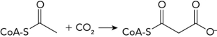 What enzyme catalyzes the following reaction in the first step of fatty acid synthesis?   A)  fatty acyl-CoA synthetase B)  acetyl-CoA carboxylase C)  fatty acid synthase D)  fatty acyl-CoA dehydrogenase