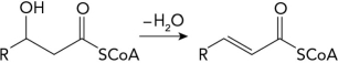 What enzyme catalyzes the following fatty acid synthesis reaction?   A)  fatty acid synthase B)  fatty acyl-CoA synthetase C)  fatty acyl-CoA dehydrogenase D)  acetyl-CoA carboxylase