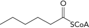  Starting from the 6C fatty acyl-CoA molecule shown below, draw the reactants and products, including all cofactors used for one round of the  \beta -oxidation pathway and list the enzyme types involved in each step.    