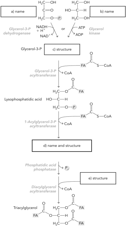 Fill in the missing names or structures in the following triacylglycerol synthesis scheme.   