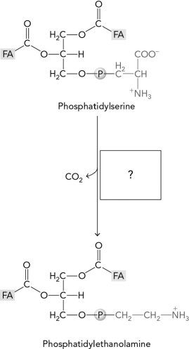 Name the enzyme in the following reaction:   