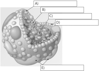 Identify the molecular components of the following lipoprotein.   