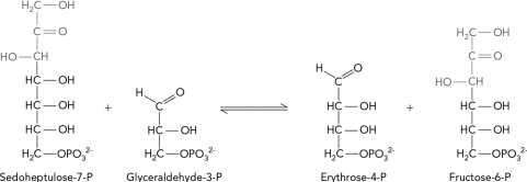Which enzyme class catalyzes the following pentose phosphate pathway reaction?   A)  lyase B)  transferase C)  oxidoreductase D)  isomerase