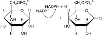 Which enzyme class catalyzes the following pentose phosphate pathway reaction (note that there may be some missing reactants and products) ?   A)  lyase B)  isomerase C)  transferase D)  oxidoreductase