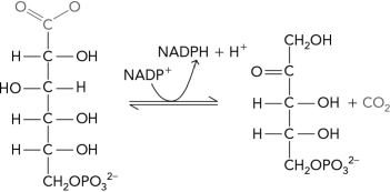 Which enzyme in the pentose phosphate pathway catalyzes the following reaction?   A)  glucose-6-phosphate dehydrogenase B)  transaldolase C)  6-phosphogluconate dehydrogenase D)  ribulose-5-phosphate epimerase