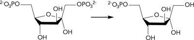The gluconeogenesis reaction shown below is missing some reactants and products. What class of enzyme catalyzes this reaction?   A)  lyase B)  hydrolase C)  transferase D)  oxidoreductase