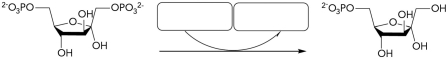 What molecules are missing from boxes in the gluconeogenesis reaction shown below?   A)  Ser-P<sub>i</sub>; Ser-P<sub>i</sub> B)  H<sub>2</sub>O; P<sub>i</sub> C)  ADP; ATP D)  ATP; ADP