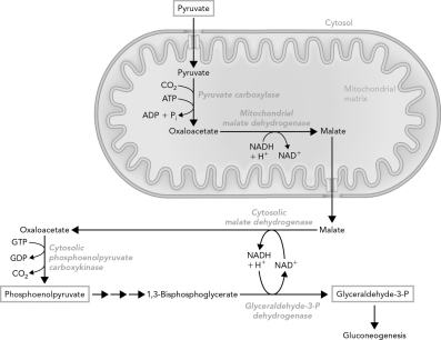 Which correctly describes the role of the transport system shown below?   A)  It provides an alternate fate for pyruvate degradation. B)  It provides a source of NADH for gluconeogenesis via malate transport. C)  It converts NADH equivalents into reduced forms of carbon. D)  It allows for pyruvate transport into and out of the mitochondria.
