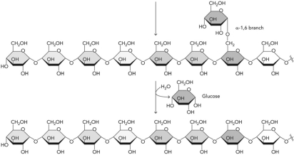 Which enzyme catalyzes the following reaction?   A)  debranching enzyme B)  glycogen phosphorylase C)  branching enzyme D)  glycogen synthase