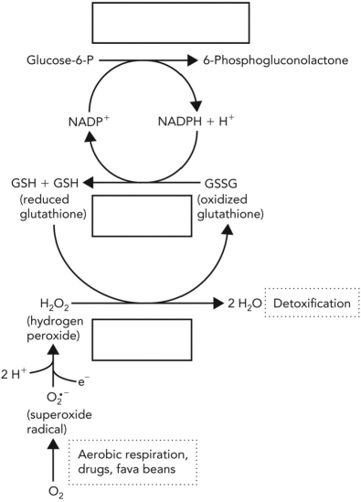 Fill in the names of the enzymes involved in the important cellular glutathione detoxification system shown below.   