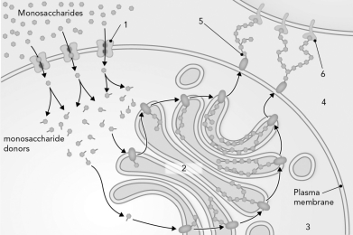 The following figure shows the cellular processes that synthesize, secrete, and recognize glycoconjugates in eukaryotic cells. Identify the cellular structure where glycosyltransferase enzymes function.   A)  1 B)  2 C)  3 D)  4