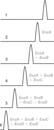 The glycan fragment shown on the right has been cleaved by glycosylase enzymes, and HPLC analysis has produced the peaks 1 to 6.   Which of the following fragments corresponds to peak 5? A)      B)    C)    D)   