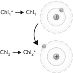The following picture is an example of what phenomenon?   A)  resonance energy transfer B)  electron transfer C)  photoexcitation D)  fluorescence