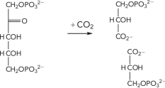 What is the name of the enzyme that catalyzes the reaction shown below?   A)  ribulose bisphosphate carboxylase B)  acetyl-CoA carboxylase C)  glyceraldehyde-3-phosphate dehydrogenase D)  pyruvate carboxylase
