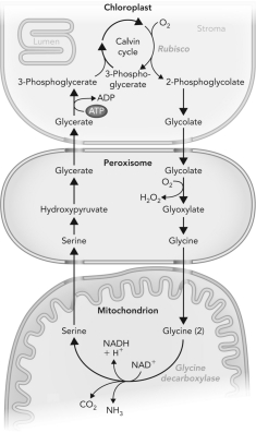 What is the process depicted below, where plants react with O<sub>2</sub>?   A)  photorespiration B)  photosynthesis C)  photogeneration D)  photoglycolate pathway