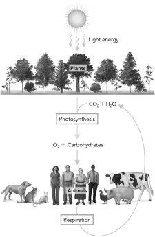 Hypothesize how the combustion of large quantities of fossil fuels could affect the cycle shown below. Then explain how this could be further complicated by the global loss of vegetation, such as by the cutting of rain forests.   