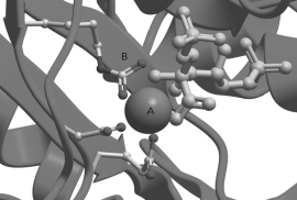 In the figure below, identify A and B in the active site of rubisco.   