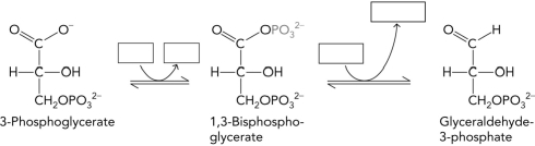 Fill in the missing cofactors in the reactions below which correspond to stage 2 of the Calvin cycle reactions.   