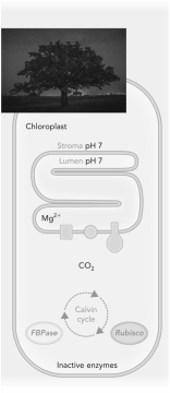 Use the figure below to show how light exposure results in an activated rubisco enzyme.   