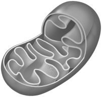 Use the following picture of a mitochondrion and label the (A) matrix, (B) crista, (c) inner membrane space, (D) cytoplasm, (E) inner membrane, (F) outer membrane, (G) location of the ATP synthesis, (H) location of elevated pH, and (I) the location of the electron transport system complexes.   