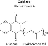 Use the structure of the oxidized coenzyme Q (ubiquinone) shown below and draw the two-electron reduced form.   