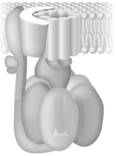 On the figure below label the clearly identify the positions of the three functional units of ATP synthase: the rotor, the catalytic headpiece, and the stator.   