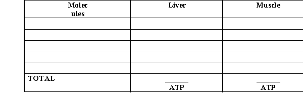 For the metabolism of one glucose to two pyruvate molecules, set up a table showing the differences in the number of ATP obtained in the muscle and the liver assuming that the NADH and FADH<sub>2</sub> is used by the electron transport chain and oxidative phosphorylation to make ATP.  