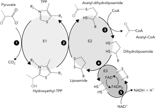 Classify the reaction that occurs at step 4 in the reaction schematic of the pyruvate dehydrogenase reaction below.   A)  isomerization B)  addition C)  oxidation reduction D)  decarboxylation