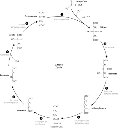 Identify the E2 subunit in the reaction schematic of the pyruvate dehydrogenase reaction below.   A)  pyruvate dehydrogenase B)  dihydrolipoyl dehydrogenase C)  dihydrolipopyl acetyltransferase D)  flavin adenine dinucleotide