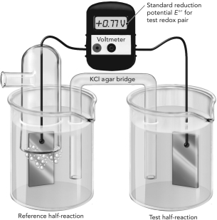 Use the figure below to answer the following questions.    A. The electrochemical cell shown here is measuring the reduction potential of Fe<sup>2+</sup>/Fe<sup>3+ </sup>using a reference hydrogen half reaction. Write each half reaction on the figure and show the flow of electrons. B. Do these oxidants have a higher or lower affinity for electrons compared with H<sup>+</sup>? Explain how you know this using information from the experiment.