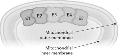 Review the figure below. Shared intermediates are used so effectively in coupled reactions because they   A)  allow products to diffuse through membrane to increase concentration gradient. B)  increase the value of  \Delta G  \degree <sup>'</sup> . C)  decrease the value of Q. D)  limit product diffusion and allow intermediates to channel from one enzyme to the next. 