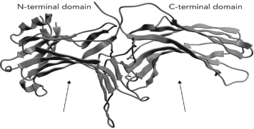  Below is the molecular structure of a single bovine  \beta -arrestin subunit. Two locations are indicated. What is most likely to interact with the protein at these locations?   A)    \beta ARK  B)   GTP-bound G <sub> \alpha </sub>   C)   dephosphorylated GPCR  D)   phosphorylated GPCR  