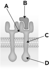 Below is a schematic representation of a dimerized receptor tyrosine kinase. Where is the kinase function located?   A)  A B)  B C)  C D)  D