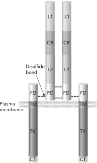 On binding of an insulin molecule to the insulin receptor, which region of the receptor becomes phosphorylated?   A)  CR B)  TM C)  TK D)  L1