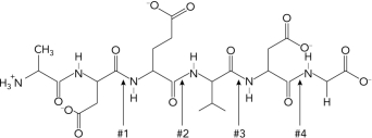 Predict which bond of a target protein would be cleaved by caspase 3 executioner enzyme.   A)  1 B)  2 C)  3 D)  4