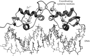  This Zn<sup>2+</sup>-containing homodimer is part of   A)  the glucocorticoid receptor. B)  PPAR \gamma -RXR \alpha . C)  TRADD. D)  the retinoic acid receptor. 