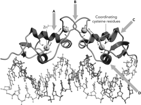 Below is shown the structure of a homodimer of the GR DNA-binding domain. Four areas are highlighted. Which is most likely to interact with DNA?   A)  A B)  B C)  C D)  D