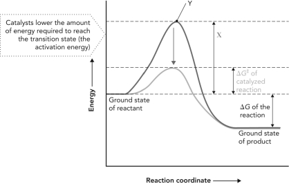  Consider the reaction coordinate diagram shown below. X is ; Y is .   A)   transition state; activation energy  B)    \Delta G<sup>‡ </sup>of catalyzed reaction; transition state  C)   activation energy of catalyzed reaction; transition state  D)    \Delta G<sup>‡</sup><sup> </sup>of uncatalyzed reaction; transition state  