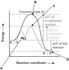 Refer to the reaction coordinate diagram below. The change in the activation energy of the reaction because of the presence of an enzyme is illustrated by the energy of minus the energy of _.   A)  B; A B)  B; C C)  B; D D)  C; D