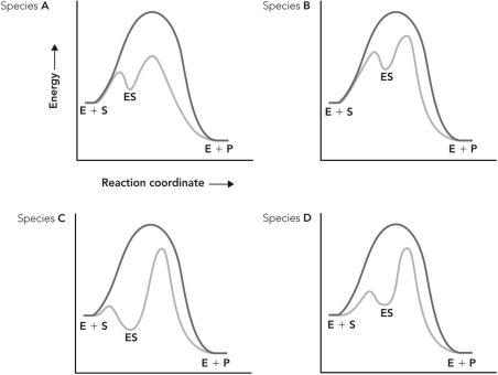<strong>Enzymes from four different species catalyze the same reaction. Based on the reaction coordinate diagrams below, which species contains an enzyme that experiences more bonding interactions with the transition state of the reaction?  </strong> A) species A B) species B C) species C D) species D <div style=padding-top: 35px> 