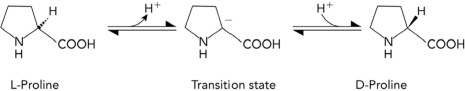  The conversion of L-proline to D-proline is shown below. Which of the following characteristics would most likely be found in a transition state analog that inhibits an enzyme that catalyzes the reaction?   A)  planar B)  positively charged at the  \alpha -carbon C)  tetrahedral geometry at the  \alpha -carbon D)  double bonds within the ring 