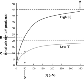 <strong>In the figure below, K<sub>M</sub> is indicated at  </strong> A) A. B) B. C) C. D) D. <div style=padding-top: 35px> 