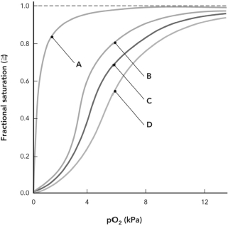 Which of the following curves is representative of the binding of oxygen to myoglobin?   A)  curve A B)  curve B C)  curve C D)  curve D