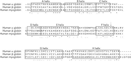  Look at the data in the figure below. If the sequence for the  \beta  subunit was replaced with the  \beta  subunit sequence from a patient with sickle cell disease, the number of   A)  asterisks would decrease. B)  colons would increase. C)  periods would decrease. D)  asterisks would increase. 