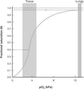 Using the oxygen binding curve shown, calculate the approximate percentage of O<sub>2</sub> that is released from hemoglobin as the pO<sub>2</sub> changes from 13 kPa to 4 kPa.   A)  4% B)  9% C)  60% D)  91%