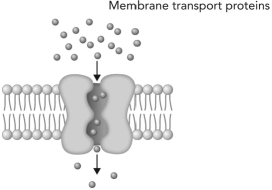 What type of transport is depicted in the figure below?   A)  membrane diffusion B)  passive transport of molecules down a concentration gradient C)  active transport of molecules down a concentration gradient D)  active transport of molecules up a concentration gradient